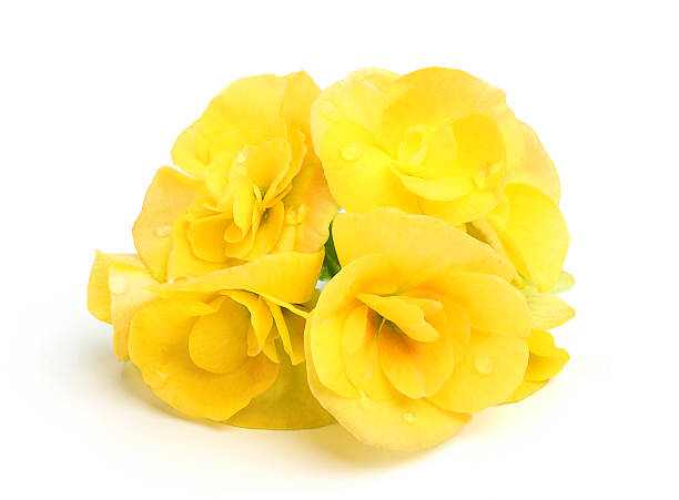 желтые цветы begonias. - begonia стоковые фото и изображения