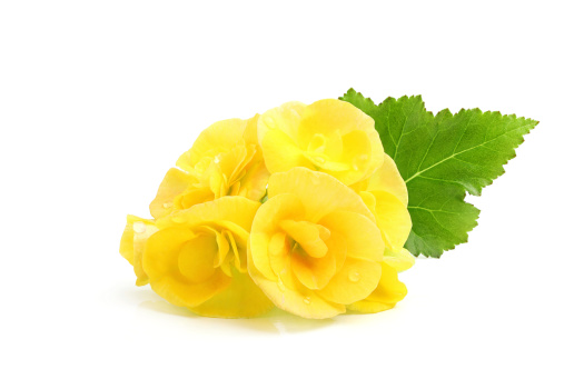 Yellow flowers Begonias with leaf on white background.