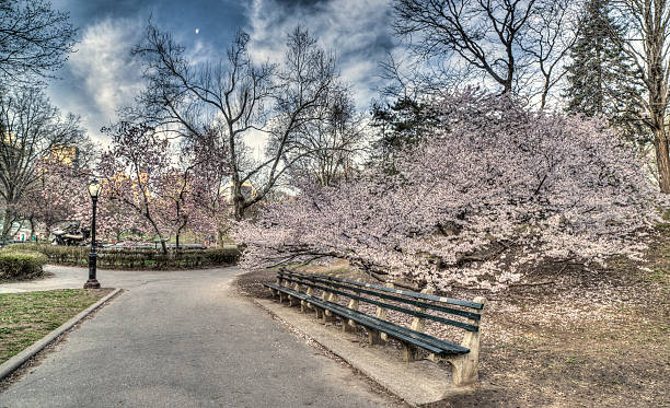 istock Early spring in Central Park, New York City 490451515