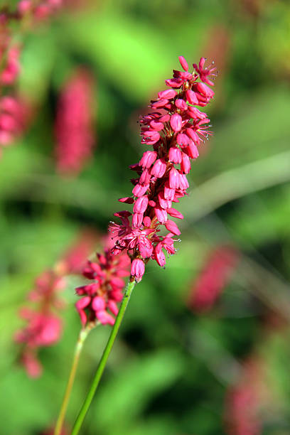 istock England: Flowers in Sandringham Gardens 490451757