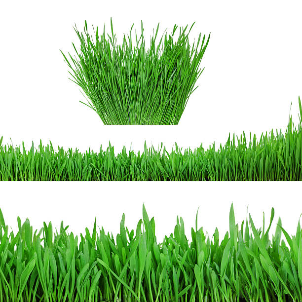 もやし緑色の草木の背景に白色 - ground green wheatgrass isolated ストックフォトと画像