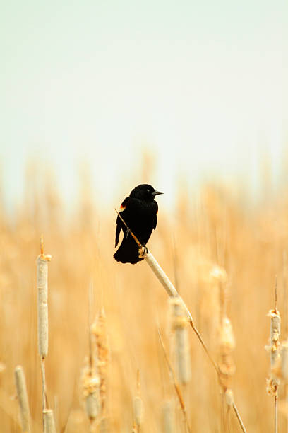 istock Red-Winged Blackbird Perched Among The Cattails 490453459