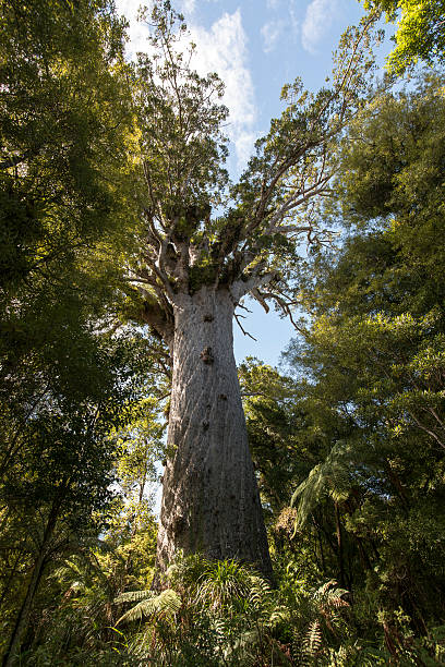 Tane Mahuta, NZ Tane Mahuta (Lord of the Forest), NZ waipoua forest stock pictures, royalty-free photos & images