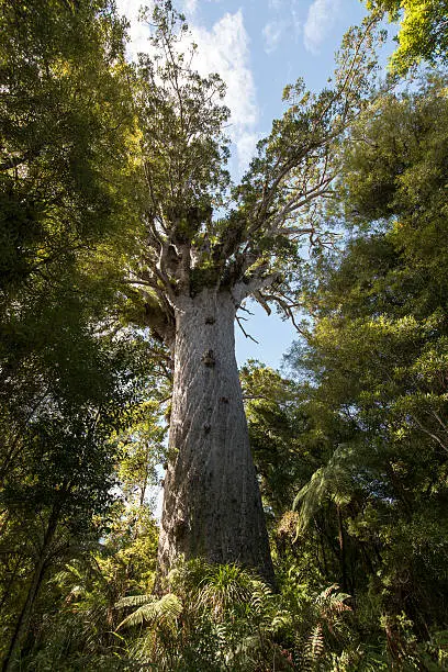 Tane Mahuta (Lord of the Forest), NZ