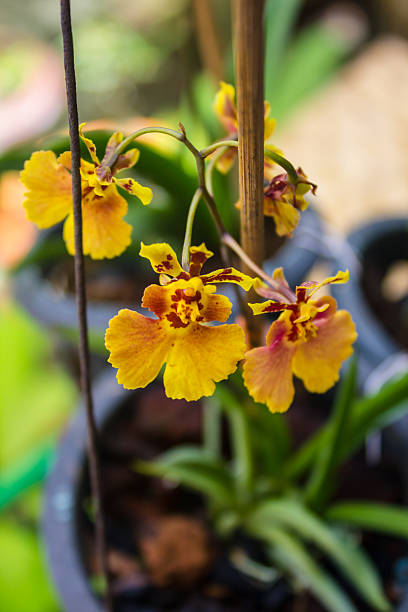 Dancing Lady Orchid Beautiful dancing lady orchid in gardenBeautiful dancing lady orchid in garden oncidium orchids stock pictures, royalty-free photos & images