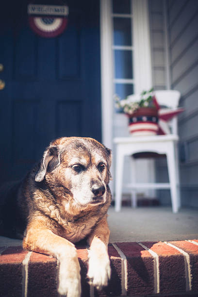 istock Patriotic Welcome Home with Dog Waiting Patiently 490454155