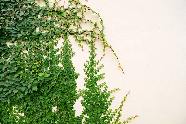 istock Wall of Ivy 490454823