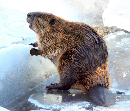 Cute North American Beaver standing in the snow and ice in Tahoe in winter. He looks like he is smiling. Shot with Canon EOS REBEL T3i.