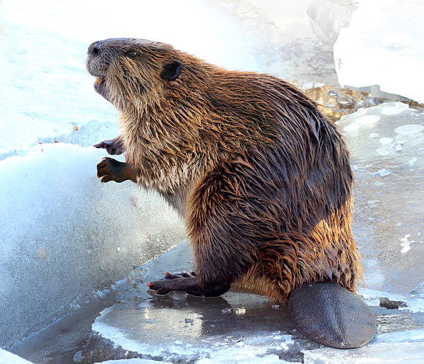 North American Beaver Standing on Ice Cute North American Beaver standing in the snow and ice in Tahoe in winter. He looks like he is smiling. Shot with Canon EOS REBEL T3i. beaver stock pictures, royalty-free photos & images