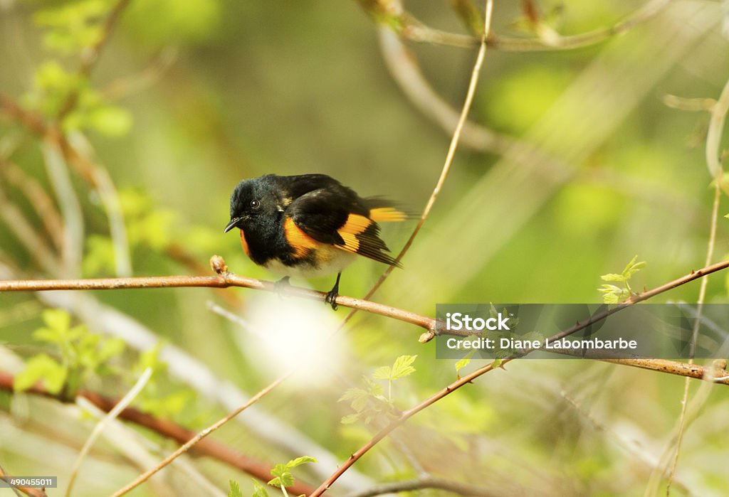 Черный и желтый Американский Redstart Славка - Стоковые фото Point Pelee National Park роялти-фри