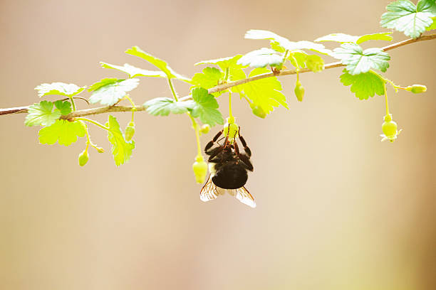 bumble bee hängen von einem wilden beeren vine - berry vine stock-fotos und bilder