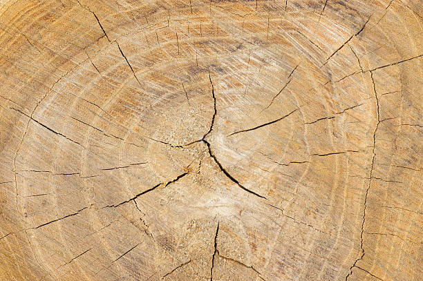 sección transversal de tronco de árbol - cross shape cross rough wood fotografías e imágenes de stock