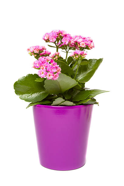 istock Kalanchoe flowering plant in pot on a white background 490456201
