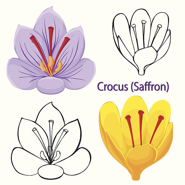 saffron 양초와 꽃으로 장식된 2파운드 케이크입니다. 윤곽선이 꽃. - crocus flower saffron yellow stock illustrations