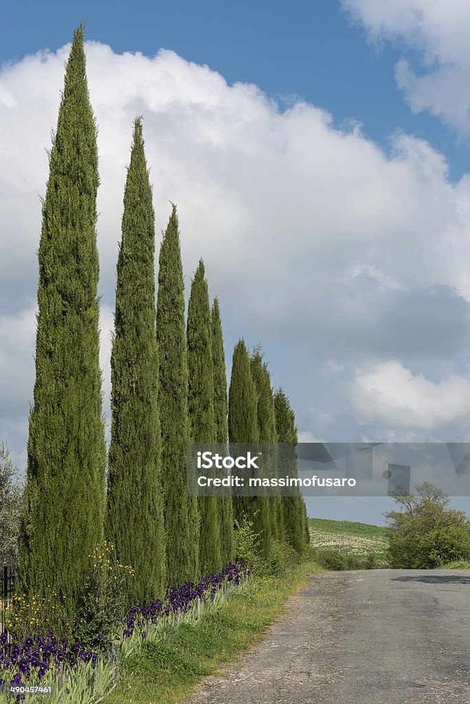 Cypress árvores na Toscana - Royalty-free Agricultura Foto de stock