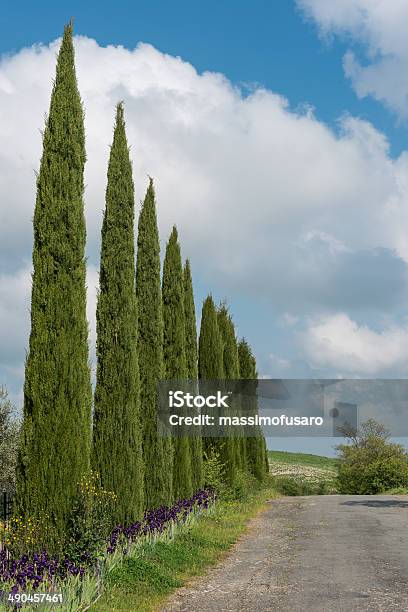 Cypress Árvores Na Toscana - Fotografias de stock e mais imagens de Agricultura - Agricultura, Ajardinado, Ao Ar Livre