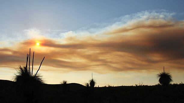 bushfire в австралии - sky sun grass tree стоковые фото и изображения