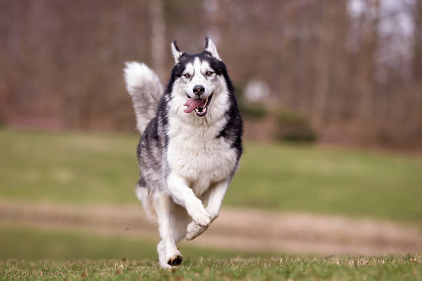 istock Siberian Husky dog outdoors in nature 490472846