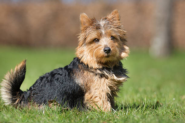 istock Yorkshire Terrier dog outdoors in nature 490473080