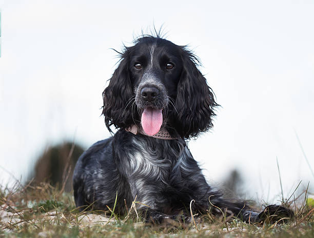 istock Cocker spaniel dog outdoors in nature 490473248