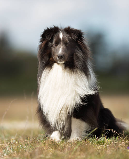 istock Shetland Sheepdog outdoors in nature 490473262