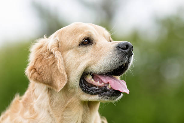 A purebred Golden Retriever dog without leash outdoors in the nature on a sunny day.
