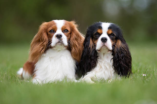Two Cavalier King Charles Spaniel dogs outdoors in nature stock photo