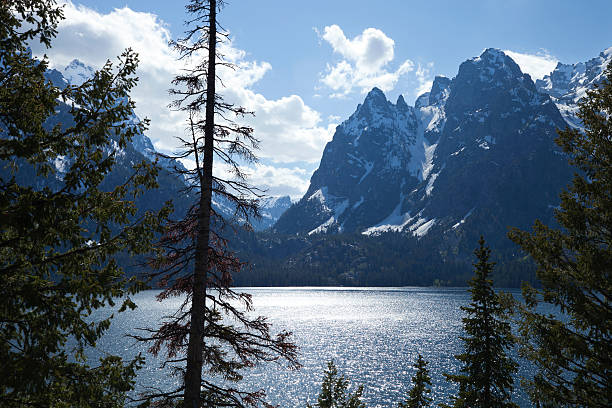 lac jenny dans le parc national de grand teton - lac jenny photos et images de collection