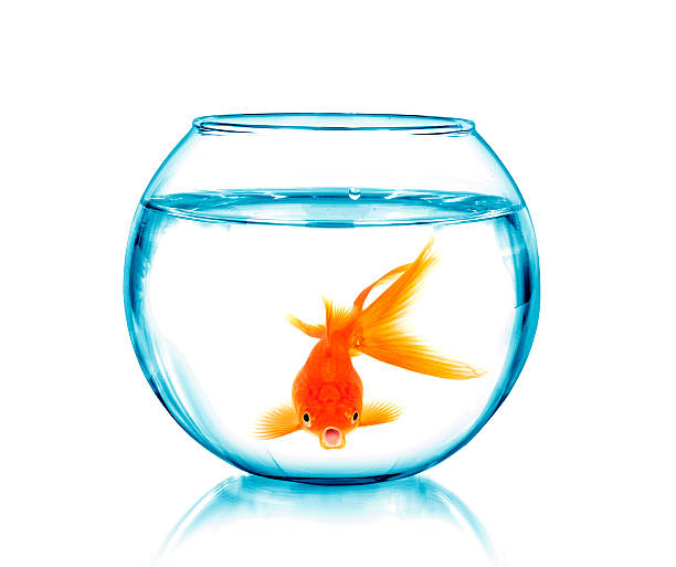 istock Gold fish in a fishbowl 490473646
