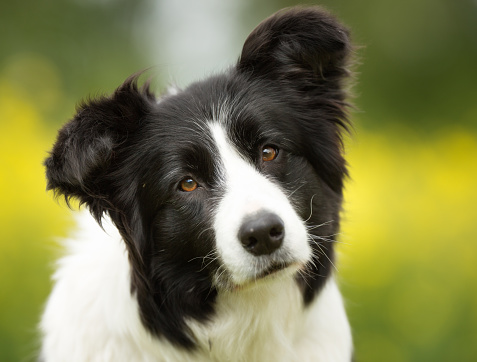 Purebred border collie dog outdoors in the nature on grass meadow on a summer day.