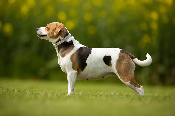 istock Danish Swedish farm dog outdoors in nature 490473768