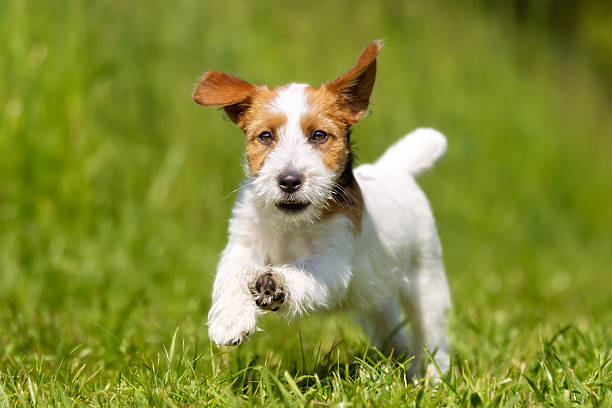 istock Jack Russell Terrier dog outdoors on grass 490473792