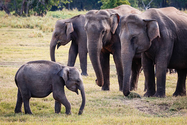 istock Herd of wild elephants in Sri Lanka 490473838