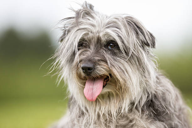 340+ Pyrenean Shepherd Stock Photos, Pictures & Royalty-Free Images - iStock | Pyrenean shepherd dog