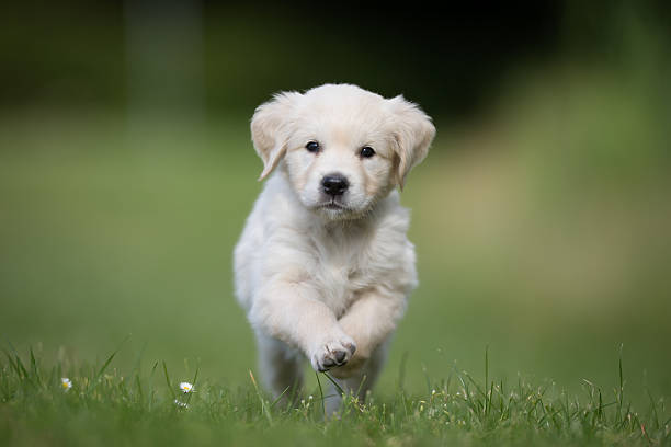 istock Young golden retriever puppy running towards camera 490473870