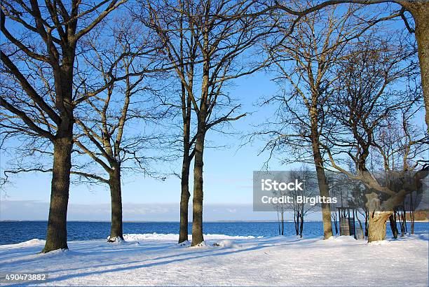 Winter Oaks Stock Photo - Download Image Now - 2015, Blue, Bright