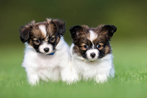 istock Two young papillon dog puppies 490473892