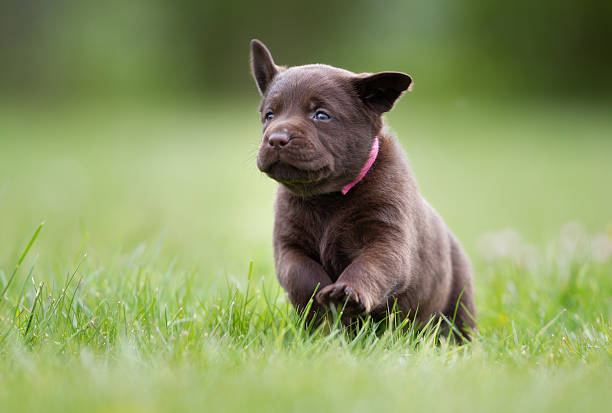istock Labrador retriever puppy 490474018