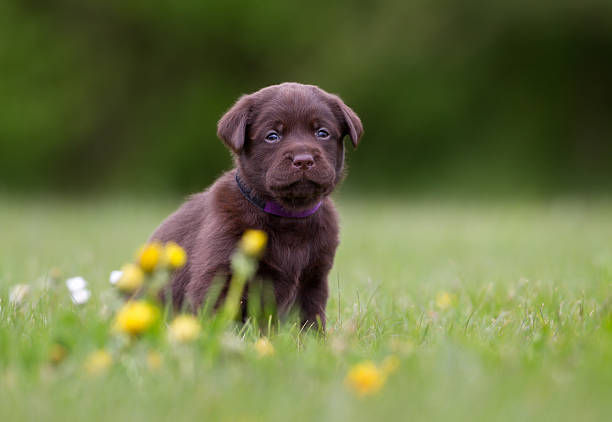 istock Brown labrador retriever puppy 490474034