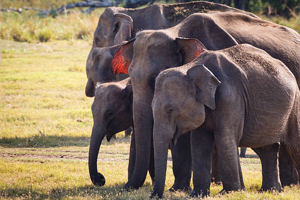 Elephant is trying to feed its children