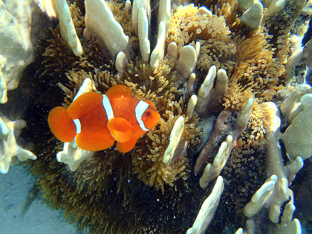 istock clownfish close up in his natural habitat 490474568