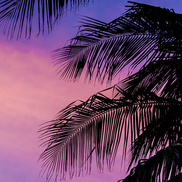 istock Silhouette of coconut trees with twilight sky 490474612