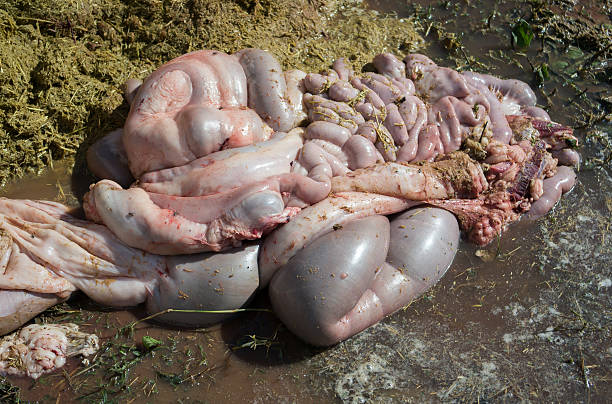 tierische hinterleib - dead animal butcher meat sheep stock-fotos und bilder