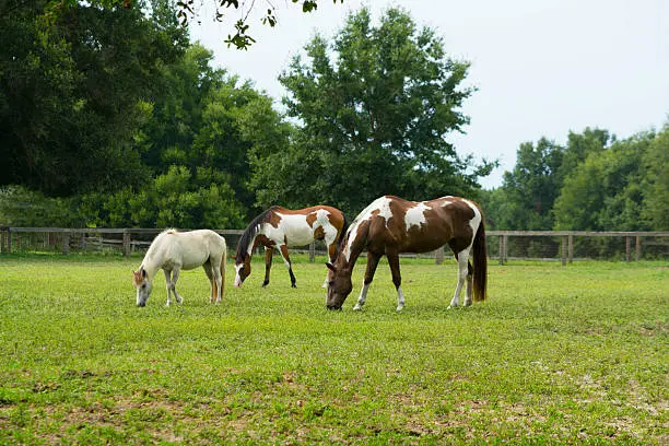 Photo of Follow The Little White Horse