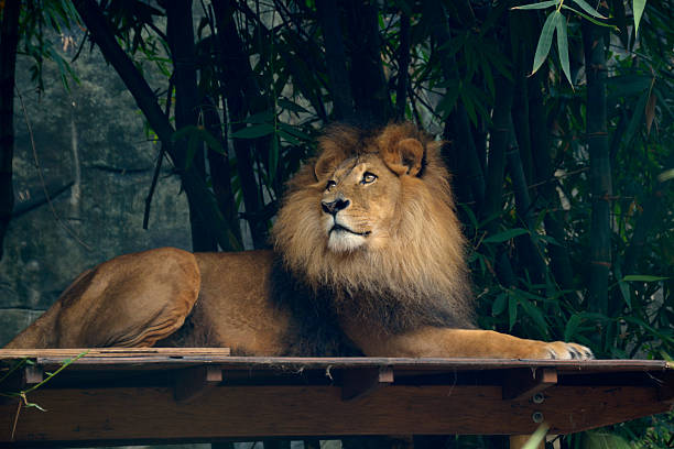 Lion King stock photo
