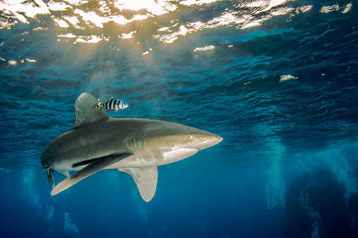 An Oceanic whitetip shark in Redsea