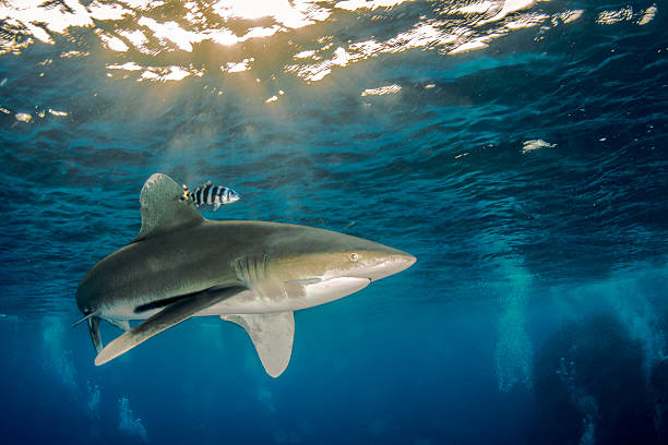 Oceanic whitetip shark An Oceanic whitetip shark in Redsea pilot fish stock pictures, royalty-free photos & images