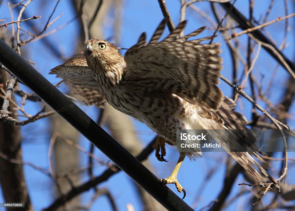 Coopers Hawk Taking Flight A coopers hawk taking flight off of a power line. 2015 Stock Photo