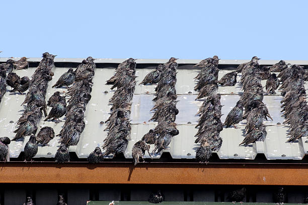 istock Starling, Sturnus vulgaris 490476058
