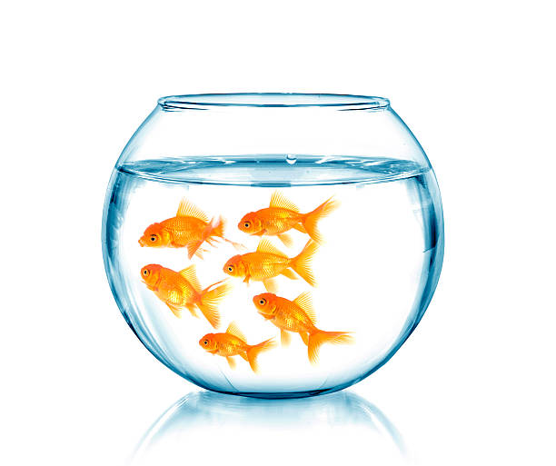 istock Gold fish in a fishbowl 490476458